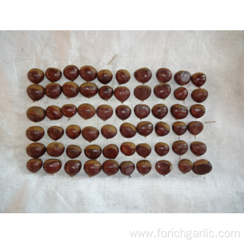 New Crop High Quality Chestnut